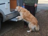 2006 Hymer Van - electric step and golden retriever