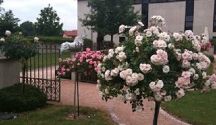 Chateau des Broyers should be as famous for its roses as its wines