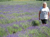 This lavender farm is one of the top tourist attractions featured in the Practical Caravan travel guide to caravan holidays in Jersey