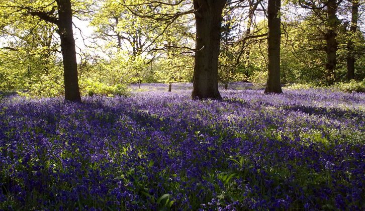 Visit Surrey and Sussex for ancient woodlands criss-crossed with footpaths on your caravan holiday