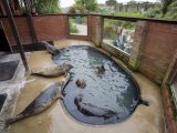 If you visit Skegness, the Natureland Seal Sanctuary makes for a good day out