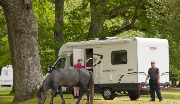 New Forest camping can be a lot of fun, with ponies, deer and cattle roaming freely