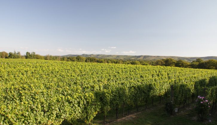 This vineyard in the South Downs is one of many in Sussex and Surrey that are open to visitors