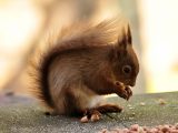 Brownsea Island in Poole Harbour is one of the best places in the UK to spot red squirrels