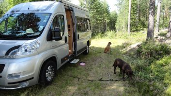 Tethering your four-legged friends when on site is essential – make sure they've room to move, shade and water