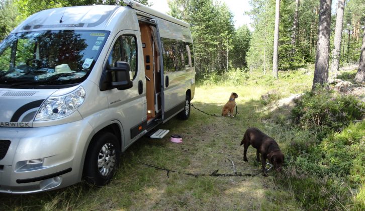 Tethering your four-legged friends when on site is essential – make sure they've room to move, shade and water