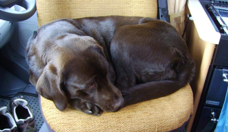 Tilly the Labrador, curled up on a seat – both she and Dixie have really taken to motorcaravanning, but it's best to try before you buy