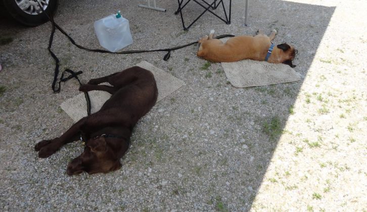 Shade is essential, for hounds and humans alike