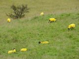 Yes, Yorkshire's sheep did go yellow for Le Tour!
