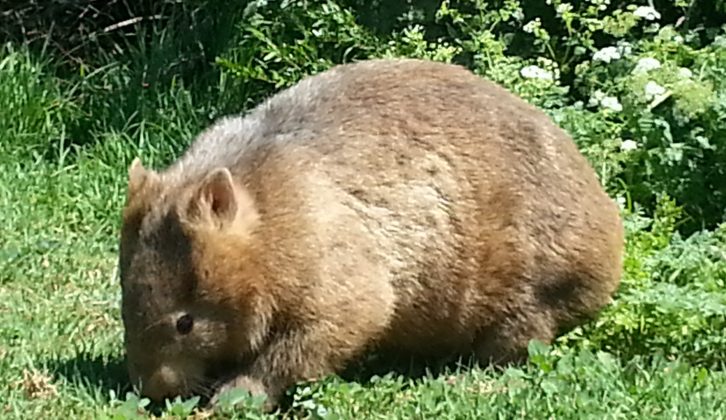 Wombats – cute, but not always great for a restful night's sleep