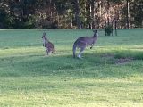 Kangaroo spotting in Kangaroo Valley on this novice's campervan hire road trip