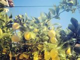 Enjoy the colourful sight of the citrus groves that flourish across the Iberian Peninsula