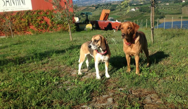 Paul and Emma's two touring dogs also enjoyed their time at the Santini Vineyard