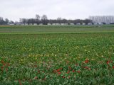 Motorhome owners enjoy wild camping among the bulb fields of Holland