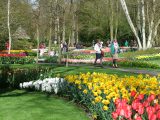 The Keukenhof Gardens at Lisse are considered some of the most beautiful gardens in the world
