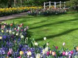 See tulips and spring bulbs in full flower at The Keukenhof Gardens from late April to the first week of May, depending on the weather