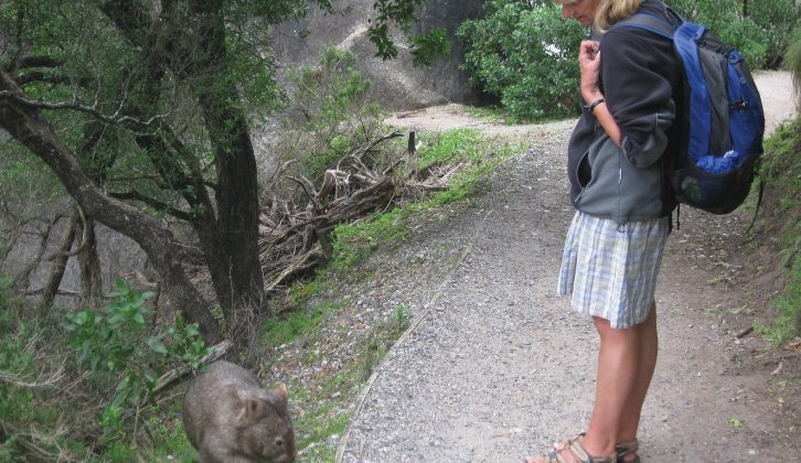 Jan watches a wombat during her first motorhome tour of Australia