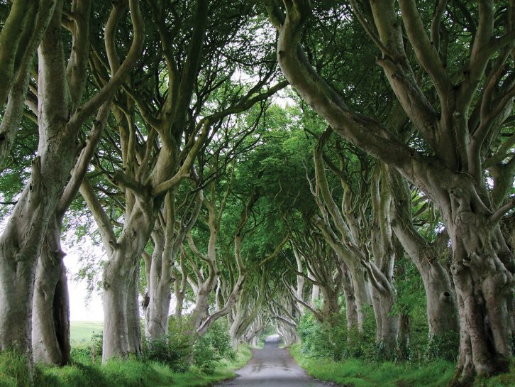 We visit Northern Ireland's National Trust properties, including the spooky Dark Hedges