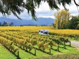 You can enjoy wine-tasting in the Cloudy Bay vineyard in Blenheim, New Zealand