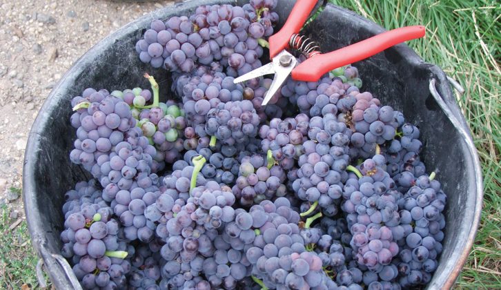 These grapes we spotted in the Champagne region were destined to become delicious Pinot Noir wine