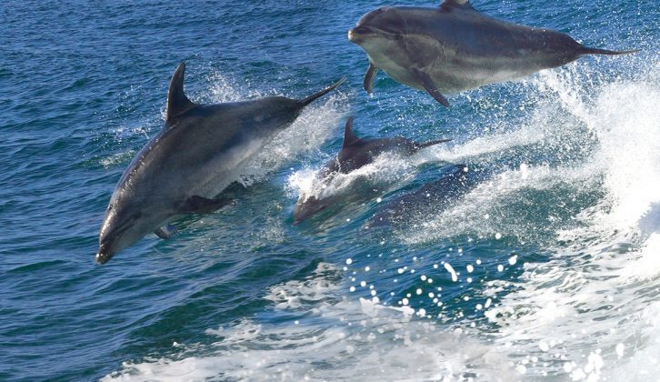 Bottlenose dolphins cavort in the Bay of Islands in New Zealand