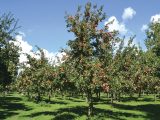 The cider apple harvest ripening at Burrow Hill Farm