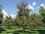 You're welcome to walk through Burrow Hill Farm's orchard