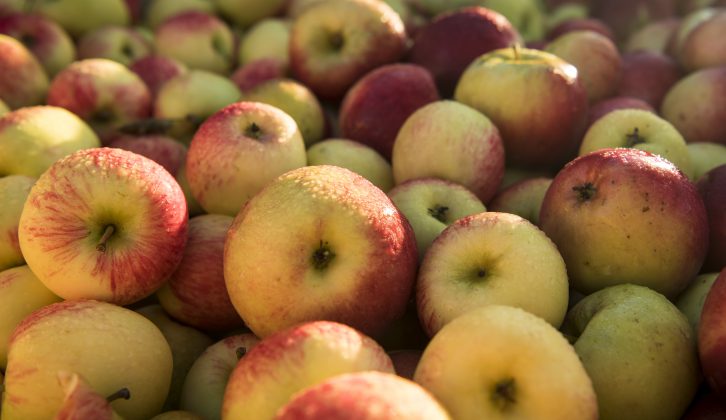 These apples look so tempting – but if you bite into some cider apples you'll get a sharp shock!