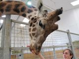 One of Folly Farm’s four giraffes leans down to get a treat of white cabbage