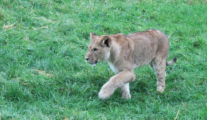 You can feed the rabbits, but not the lion cubs, who are fiercely guarded by their parents at Folly Farm!