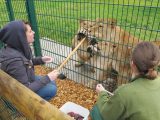 Bryony had a chance to feed the lions at the adventure park
