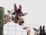 No seaside holiday in Suffolk is complete without feeding a gentle giraffe