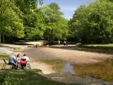 Visit the New Forest in your ’van this Easter break and enjoy its stunning spring shades