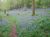 Do woodland walks get prettier than this? Enjoy the beautiful bluebell woods at the Knapp & Papermill Nature Reserve