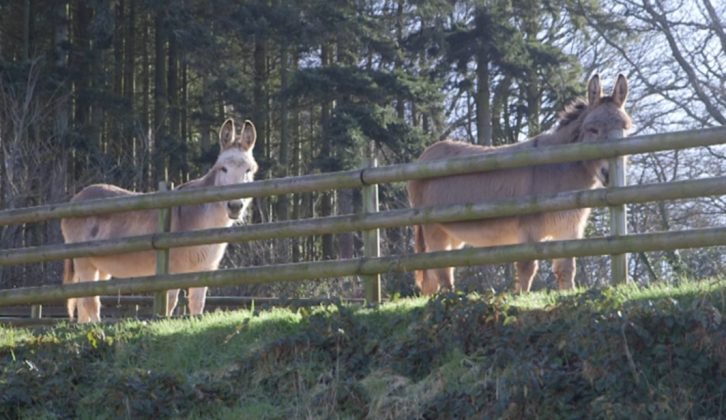 Kids of all ages will love meeting the donkeys at  Cofton Country Holiday Park