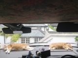 This is the life! Happiness for the cats is a warm motorhome dashboard