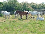 The famous horses of the Camargue were grazing peacefully when Don and Sylvia Guy spotted them