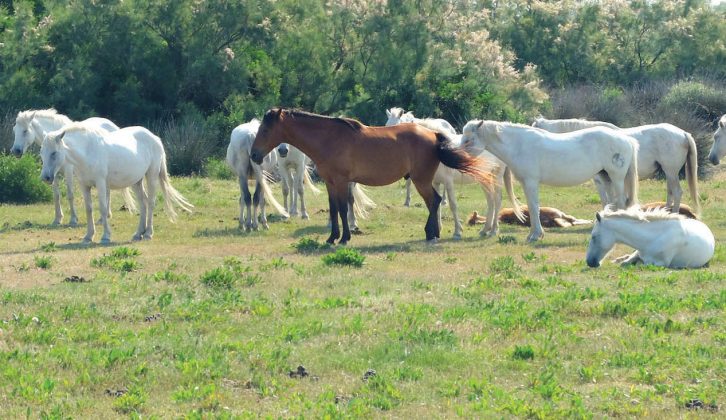 The famous horses of the Camargue were grazing peacefully when Don and Sylvia Guy spotted them
