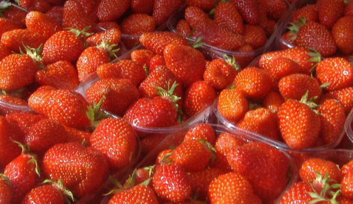 Pick your own strawberries at Lotmead Farm – and stay the night in your motorhome for free!