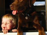 Adopted Labrador Bruno hated kennels but loves motorhome holidays!