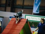 The popular dog agility is back – there's plenty for all the family to enjoy at the February 2017 Caravan, Camping and Motorhome Show