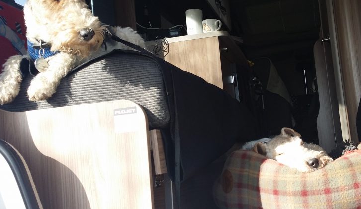 Poppy and Jack soon settled into life in the motorhome, and Jane found plenty of dog-friendly things to do
