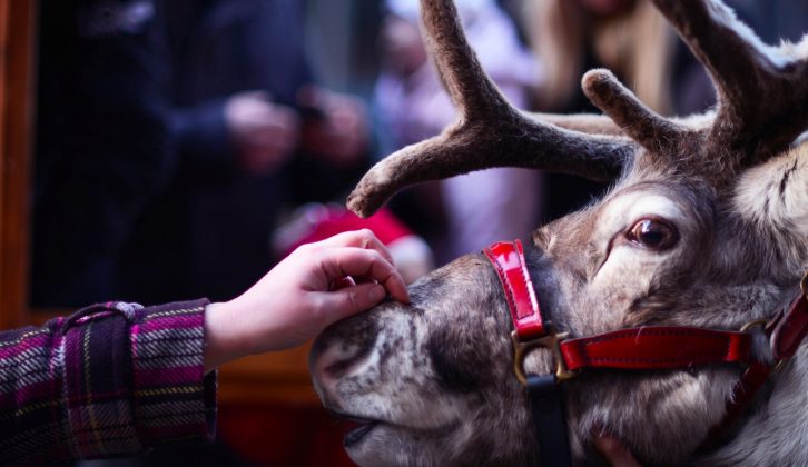 If the reindeer of Blithbury don't get you in the festive spirit, nothing will!