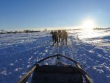 Dog-sledding north of the Arctic Circle - just one of the many experiences you might never have thought possible from touring in a motorhome