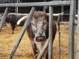 English Longhorn are widely known as a gentle breed, and photogenic, too