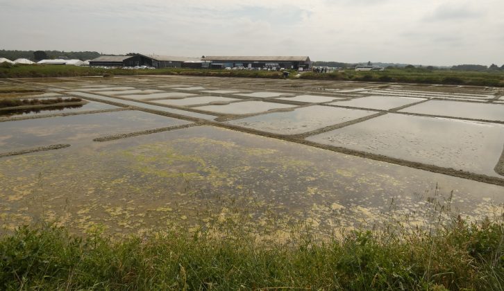 The salt marshes have an interesting social history, and are a haven for wildlife