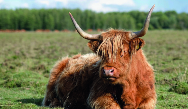 Scotland's famed cattle will dot the landscape, but do try (safely) to see one up close