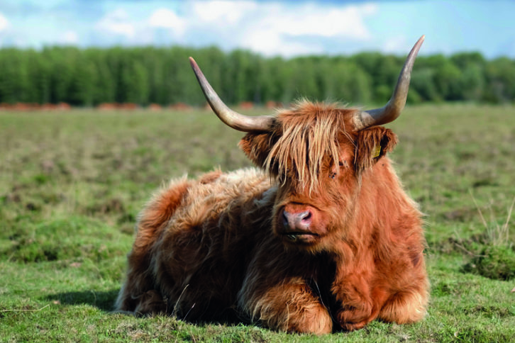 Scotland's famed cattle will dot the landscape, but do try (safely) to see one up close