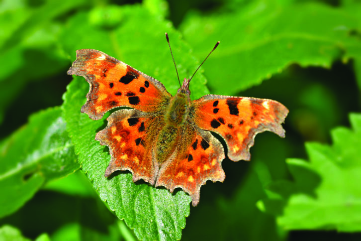 Comma