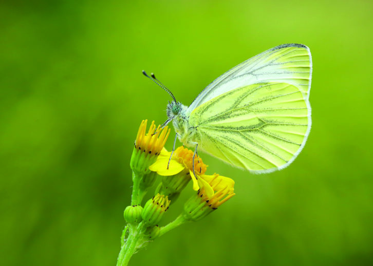 Green-veined White